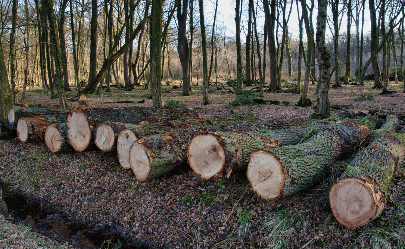 Updates to Australia’s illegal logging laws