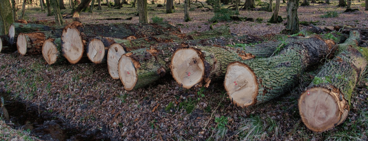 Updates to Australia’s illegal logging laws